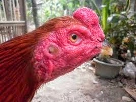 Cara Ampuh Mengobati Paruh Ayam Bangkok Aduan Yang Patah
