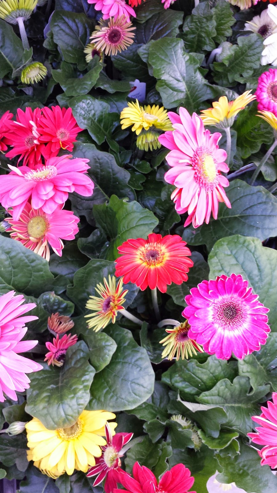 Star Nursery Blog Give your garden the Presidential Treatment