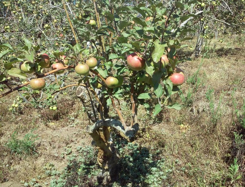 Apple Trees In Malang (Indonesia)