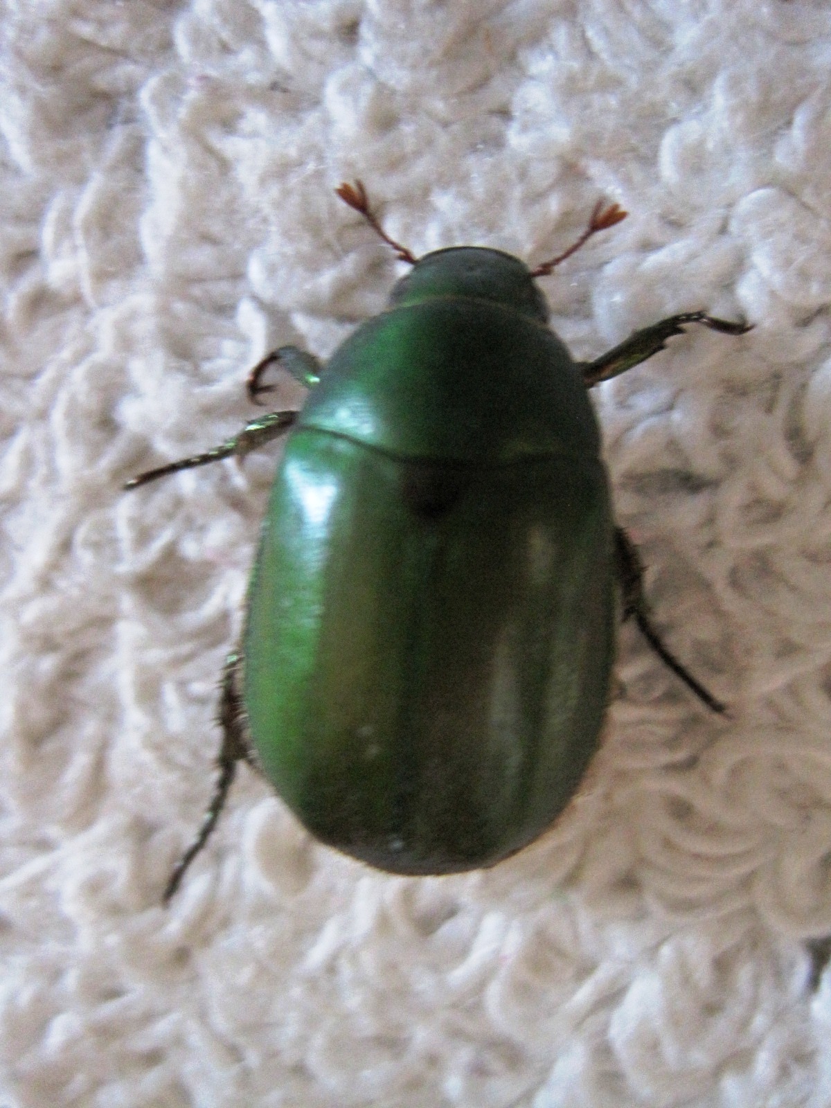 半径４kmの幸せ カナブンではなく アオドウガネ