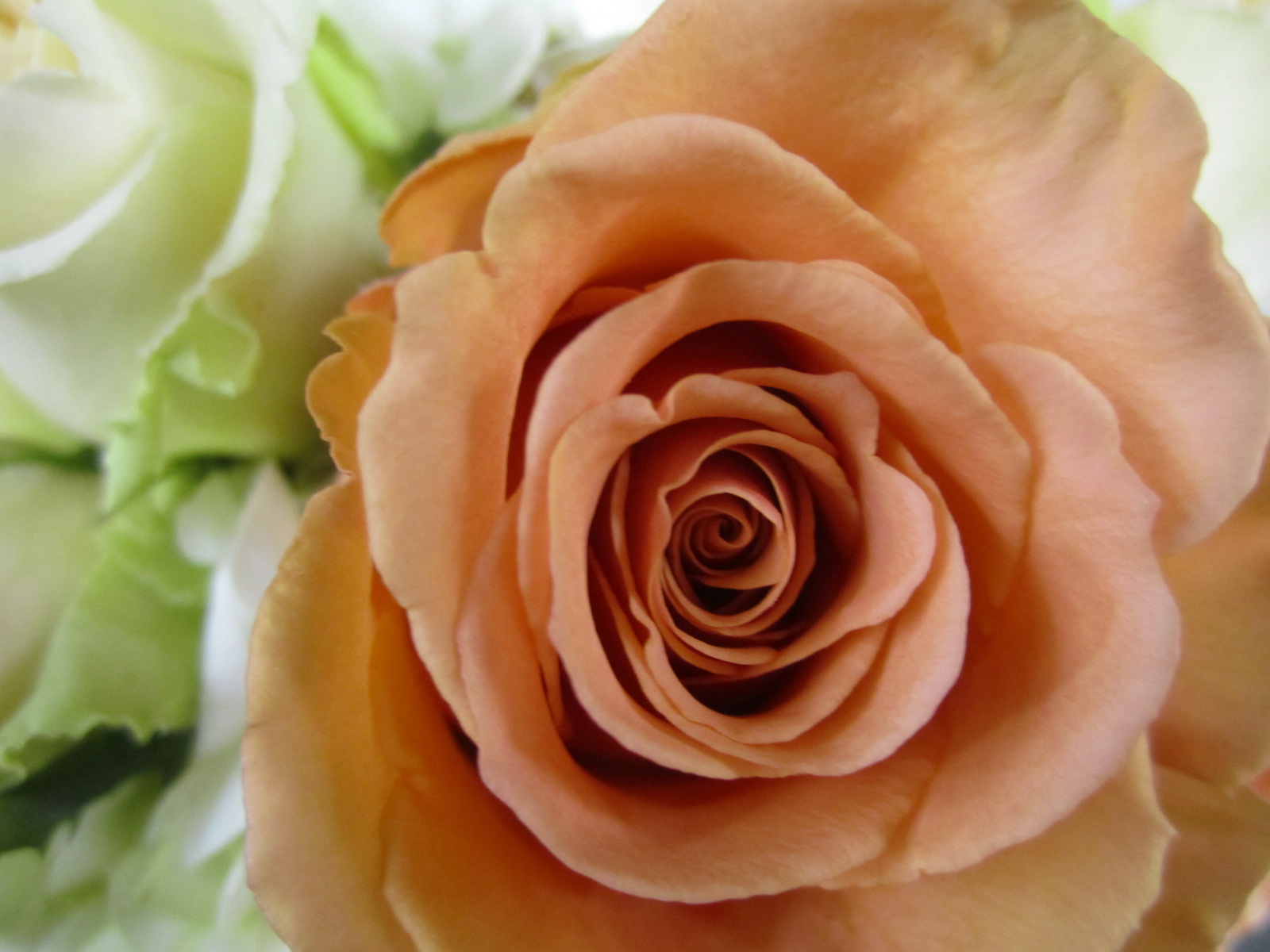 Tish Long Flowers: Cinnamon