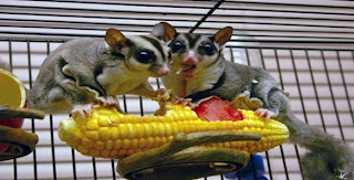 What Foods Can I Feed My Sugar Glider What Foods Can I Feed My Sugar Glider