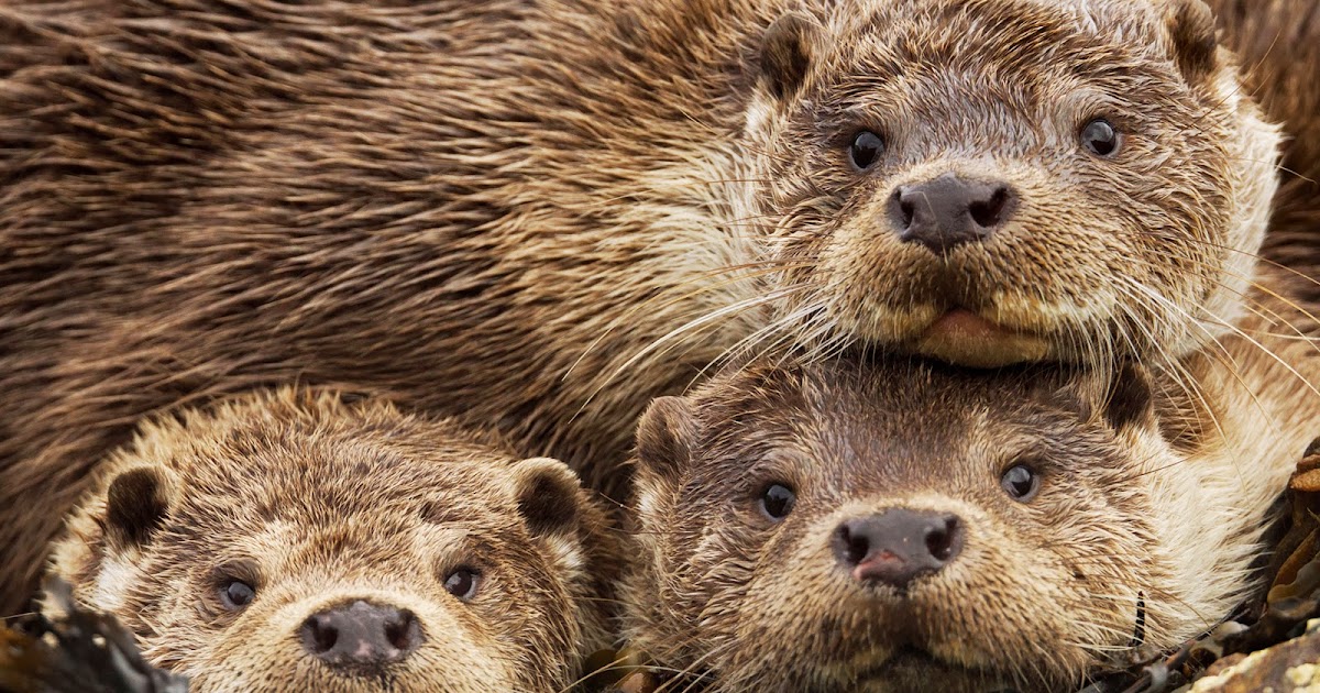 Earthmanpdx Giant Otters of the Amazon