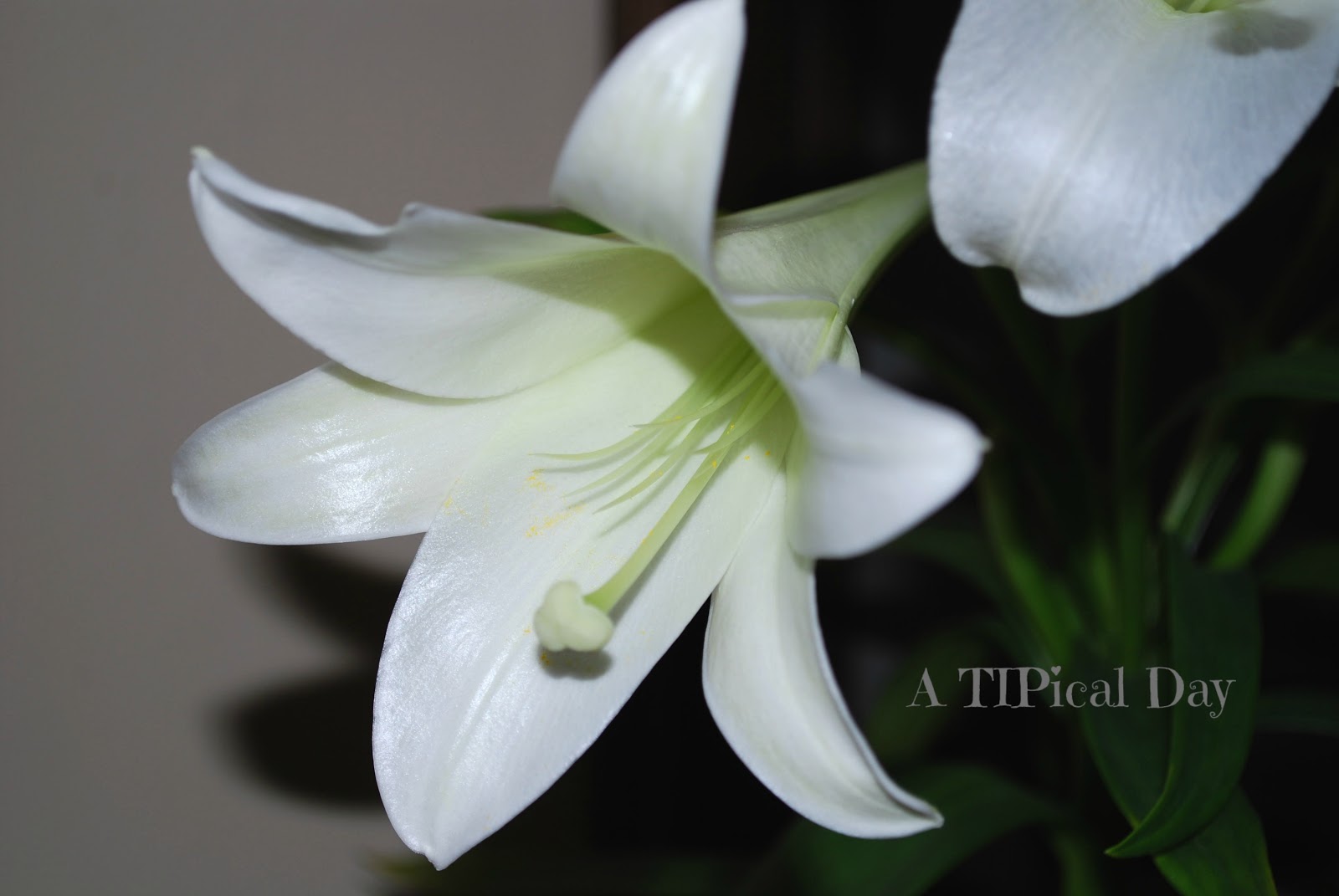 Easter Lily Care and a Few Other Pretty Arrangements A Easter Lily Care and a Few Other Pretty Arrangements A