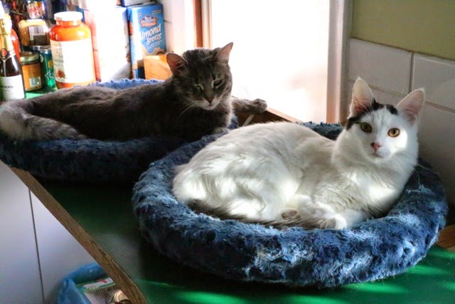 Cherry Street Cats A Few Of My Favourite Things