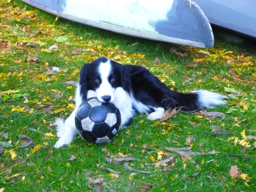 Os Pineaplle Good For Dogs Os Pineaplle Good For Dogs