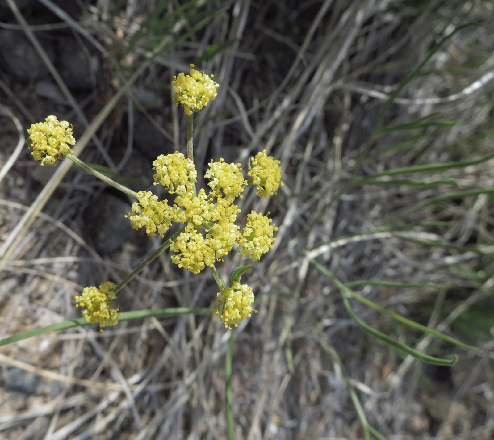 Flora montana Nineleaved Desert Parsley