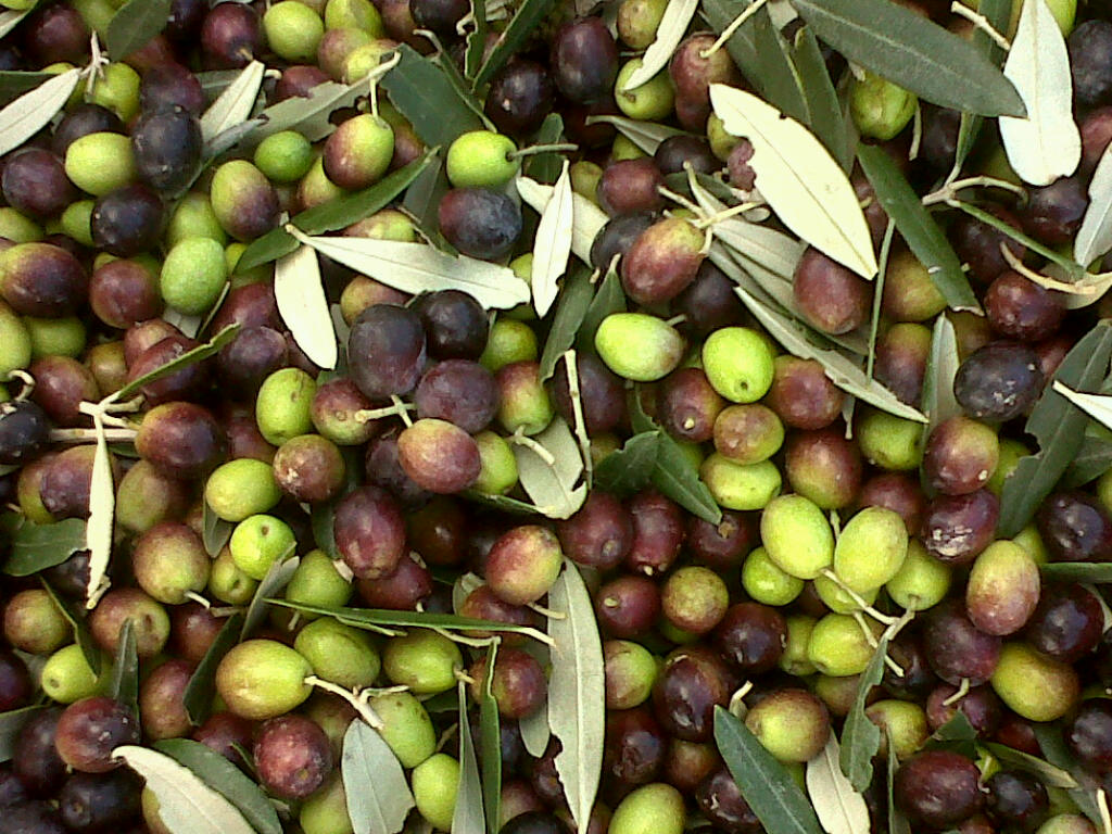 My Village in Umbria The Fruits of Our Labor Olive Harvest Time in Umbria