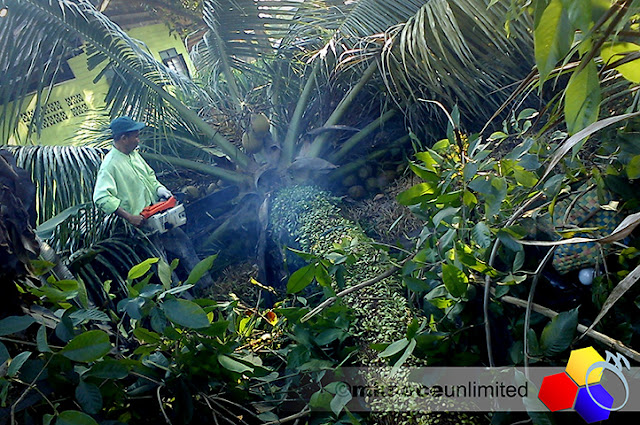 mknace unlimited | Tebang pokok kelapa