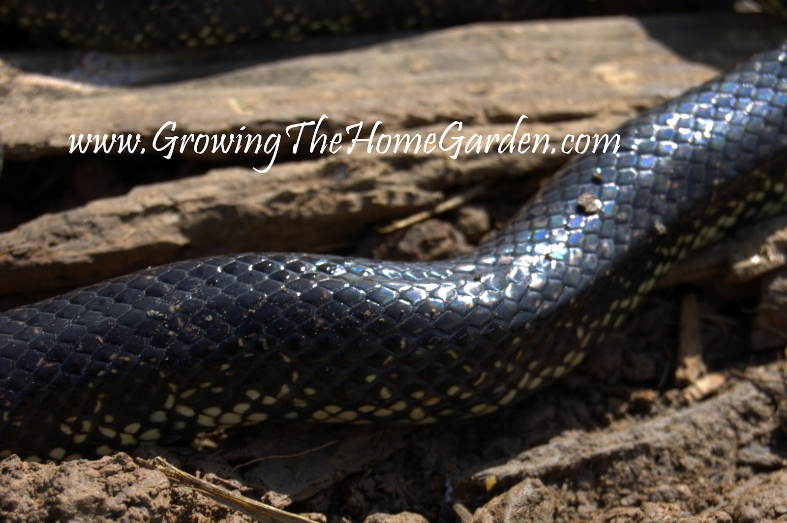 Kingsnakes: A Garden's Best Friend! - Growing The Home Garden