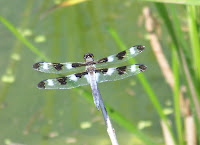 Twelve-spotted Skipper, male