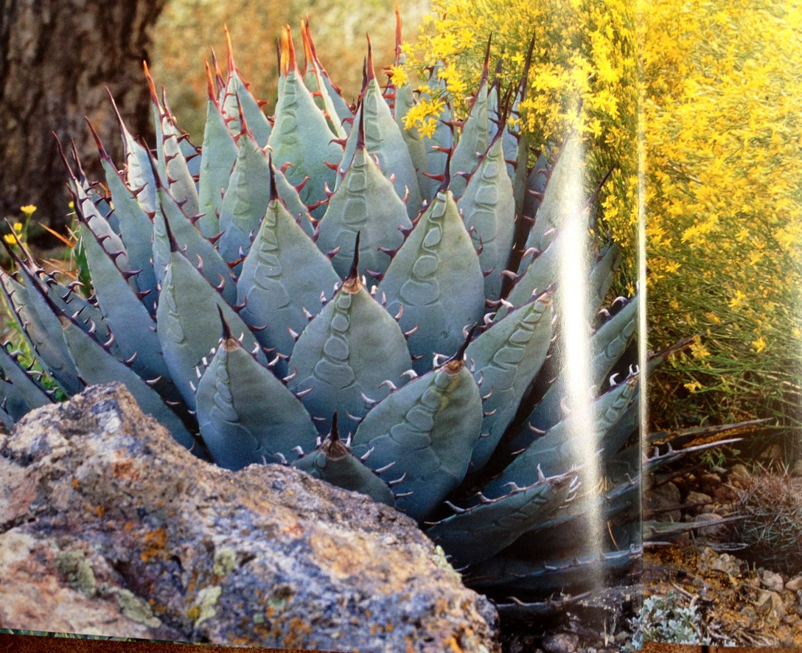 JeffCo Gardener Hardy Succulents Tough Plants for every Climate; Book