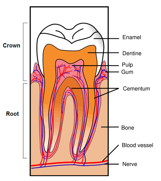 Dental anatomy notes pdf