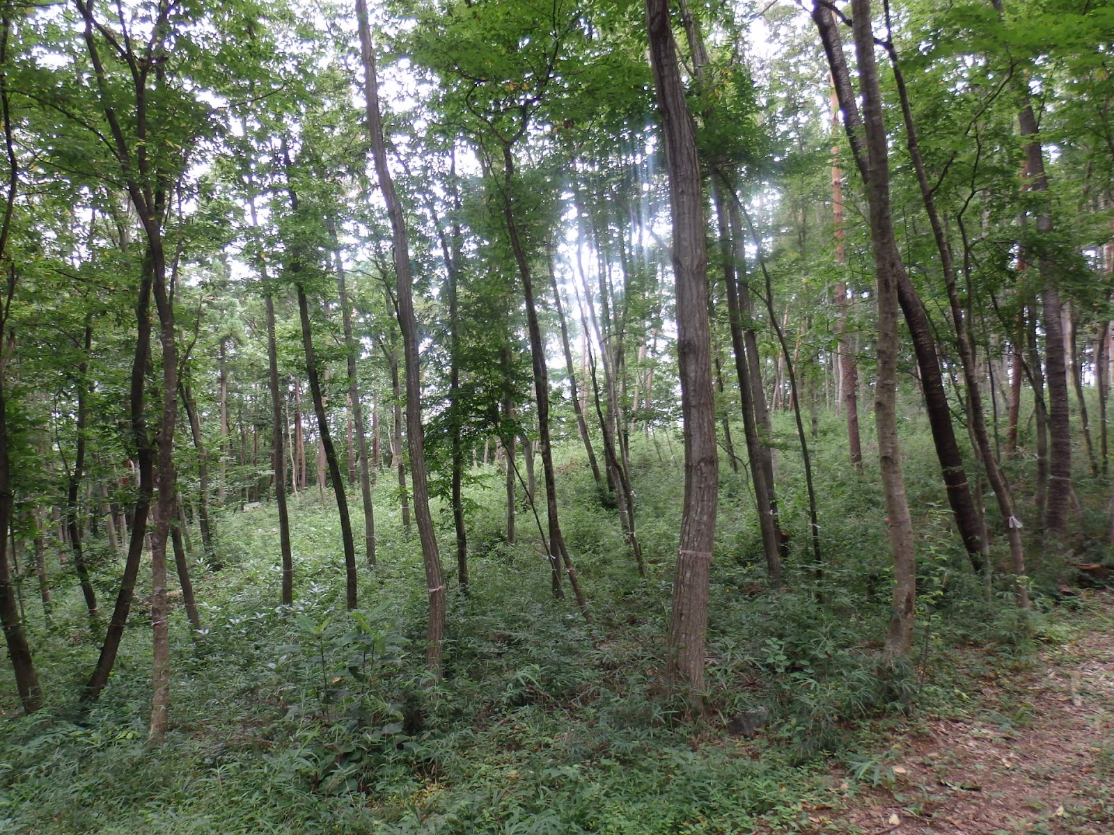 森のともだち 里山の雑木林と田園風景見ながら独り言