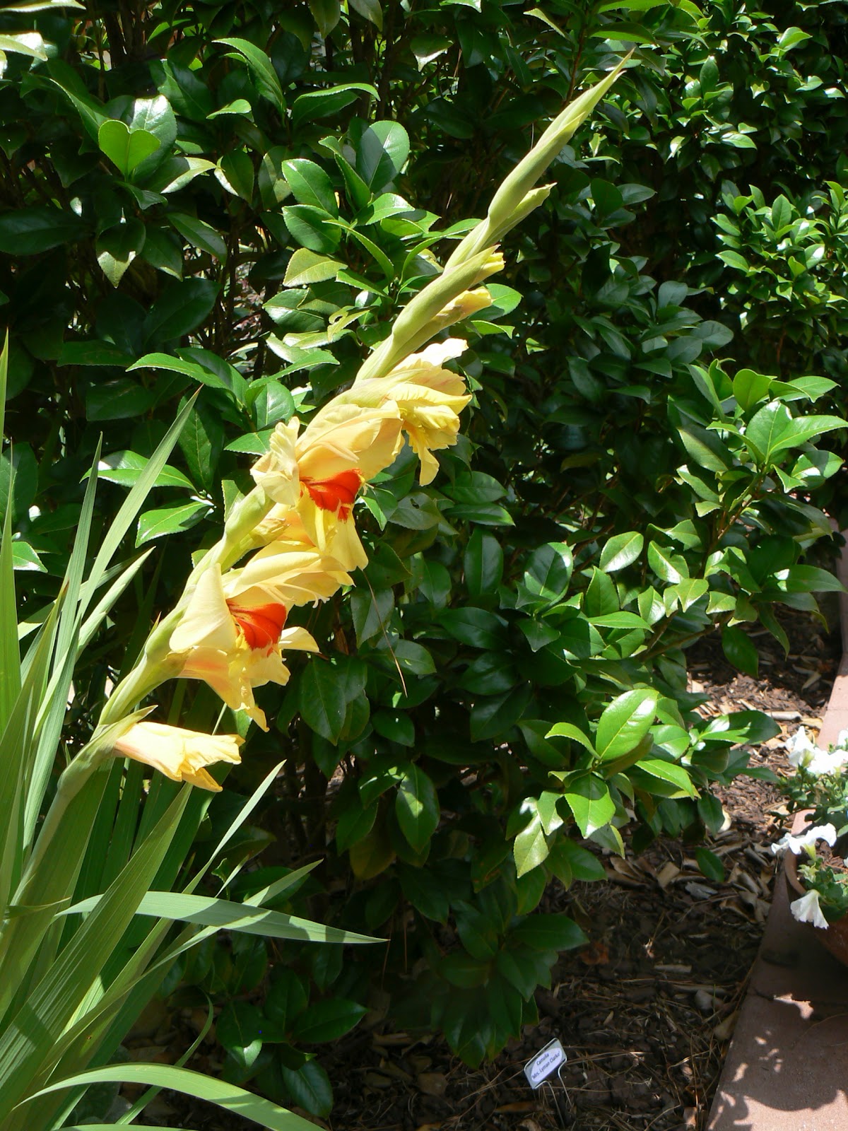 Sweetbay Oakleaf Hydrangeas