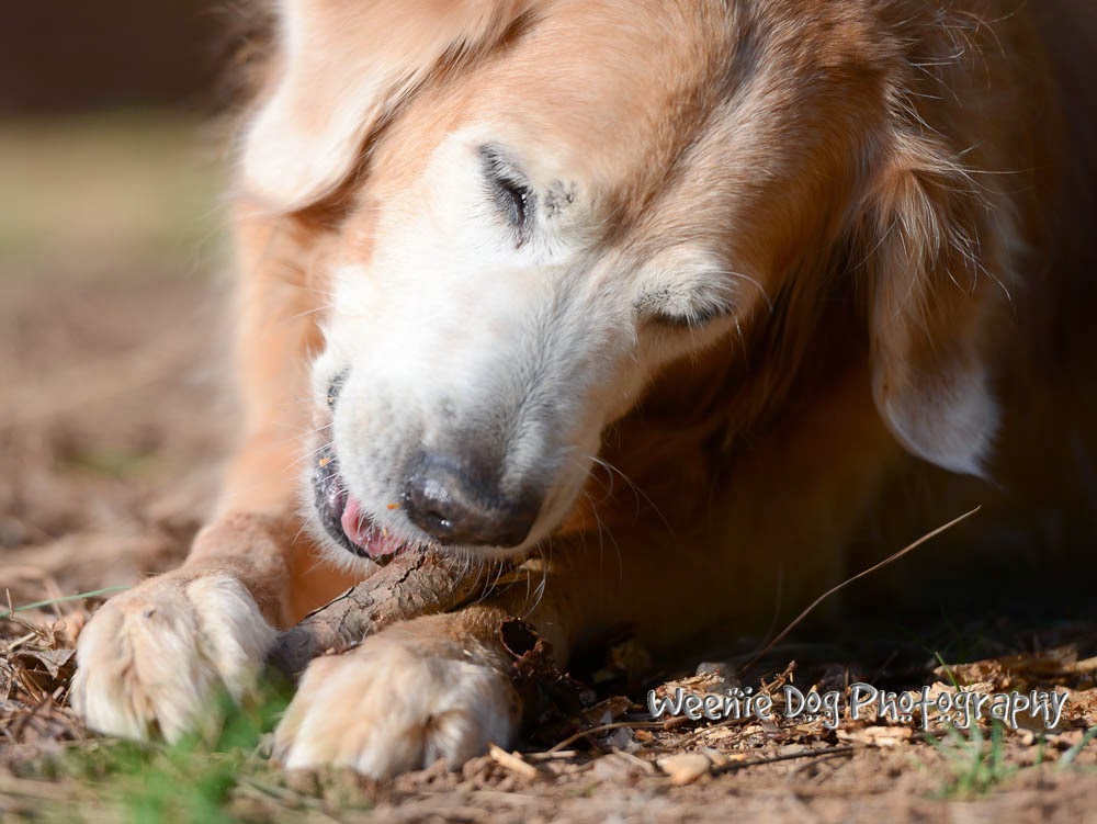 The K9 Coach Dog Training My Dog Is A Decision Maker