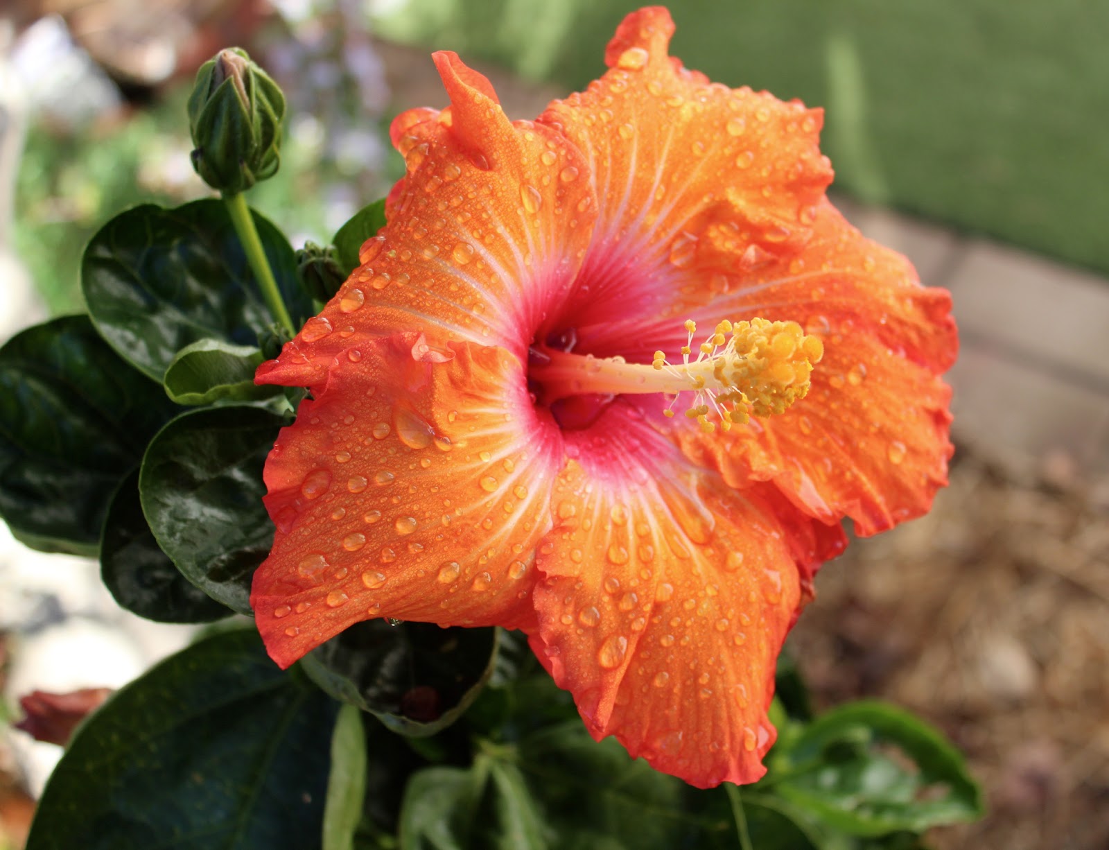 Florez Nursery Hibiscus rosasinensis 'Mary Forbes'