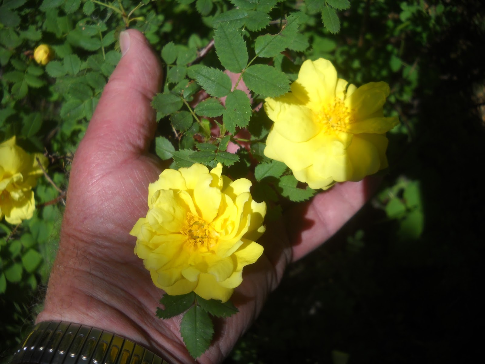Art's Bayfield Almanac HARRISON'S YELLOW ROSE, "THE YELLOW ROSE OF TEXAS"