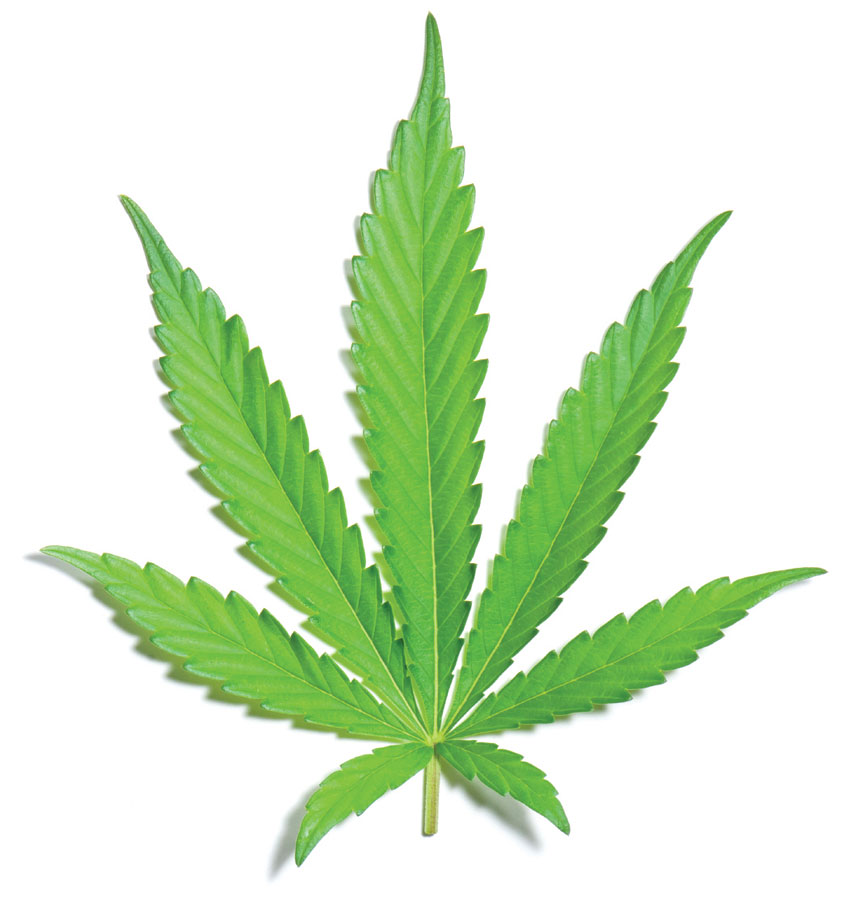 marijuana plant nutrient deficiency marijuana plant nutrient deficiency