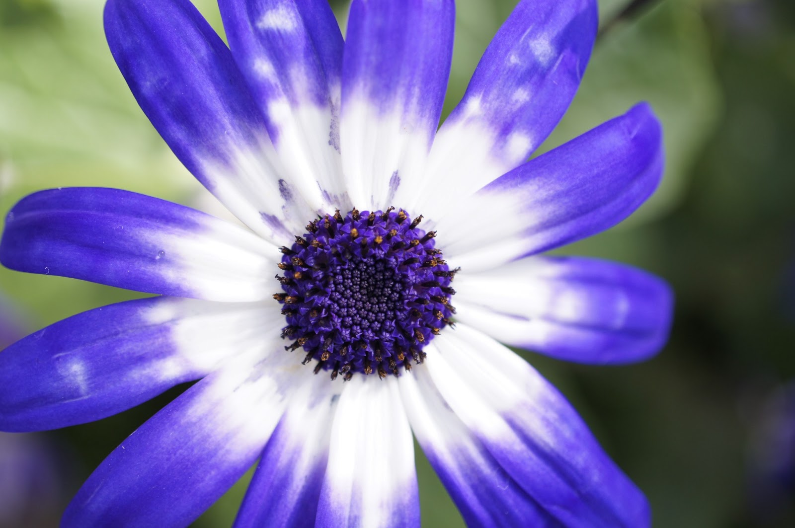 beautiful blue flower free picture