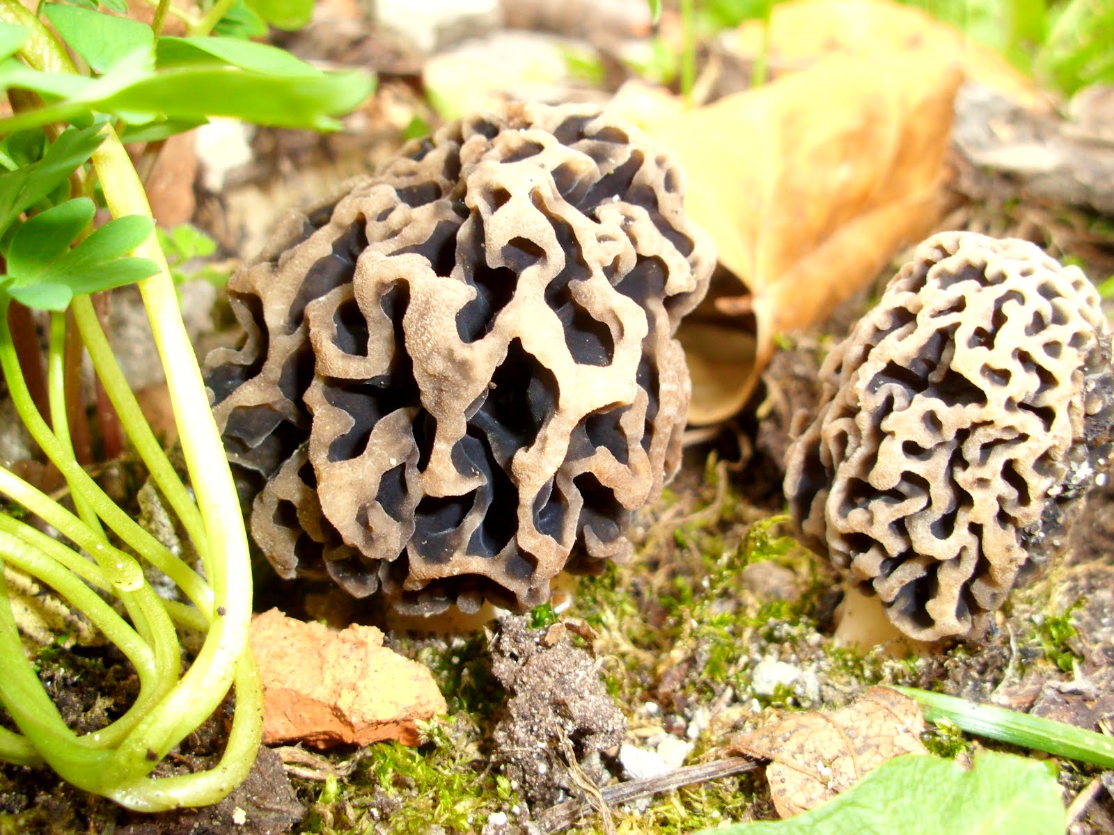 Traume Sind Schaume Der Erste Pilz Im Garten