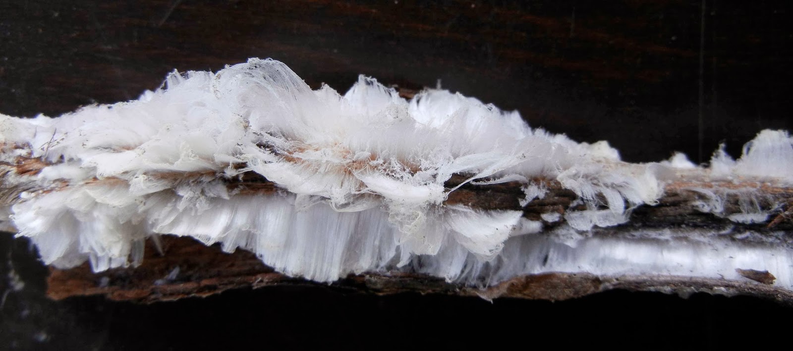 Sci/Why Hair Ice and Singing Lakes and Icebergs Fabulous Ice Phenomena