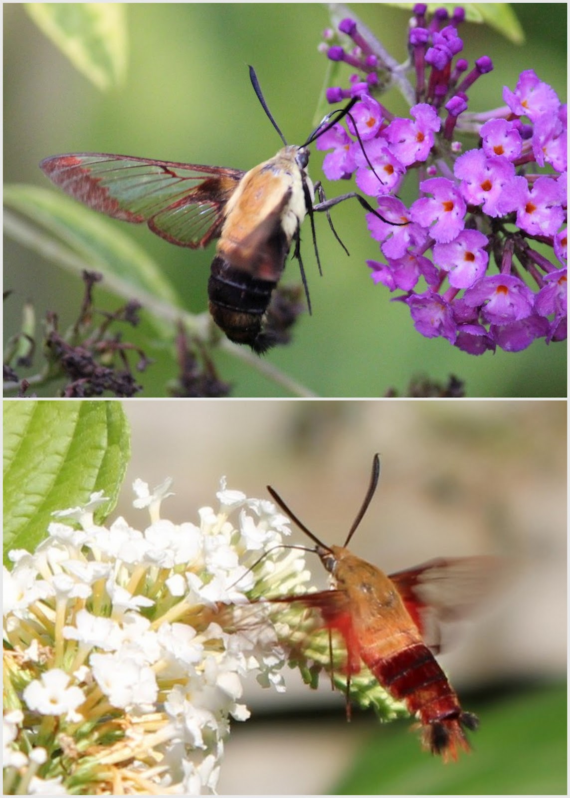 Red House Garden July 2012