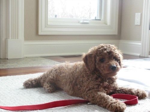 labradoodle