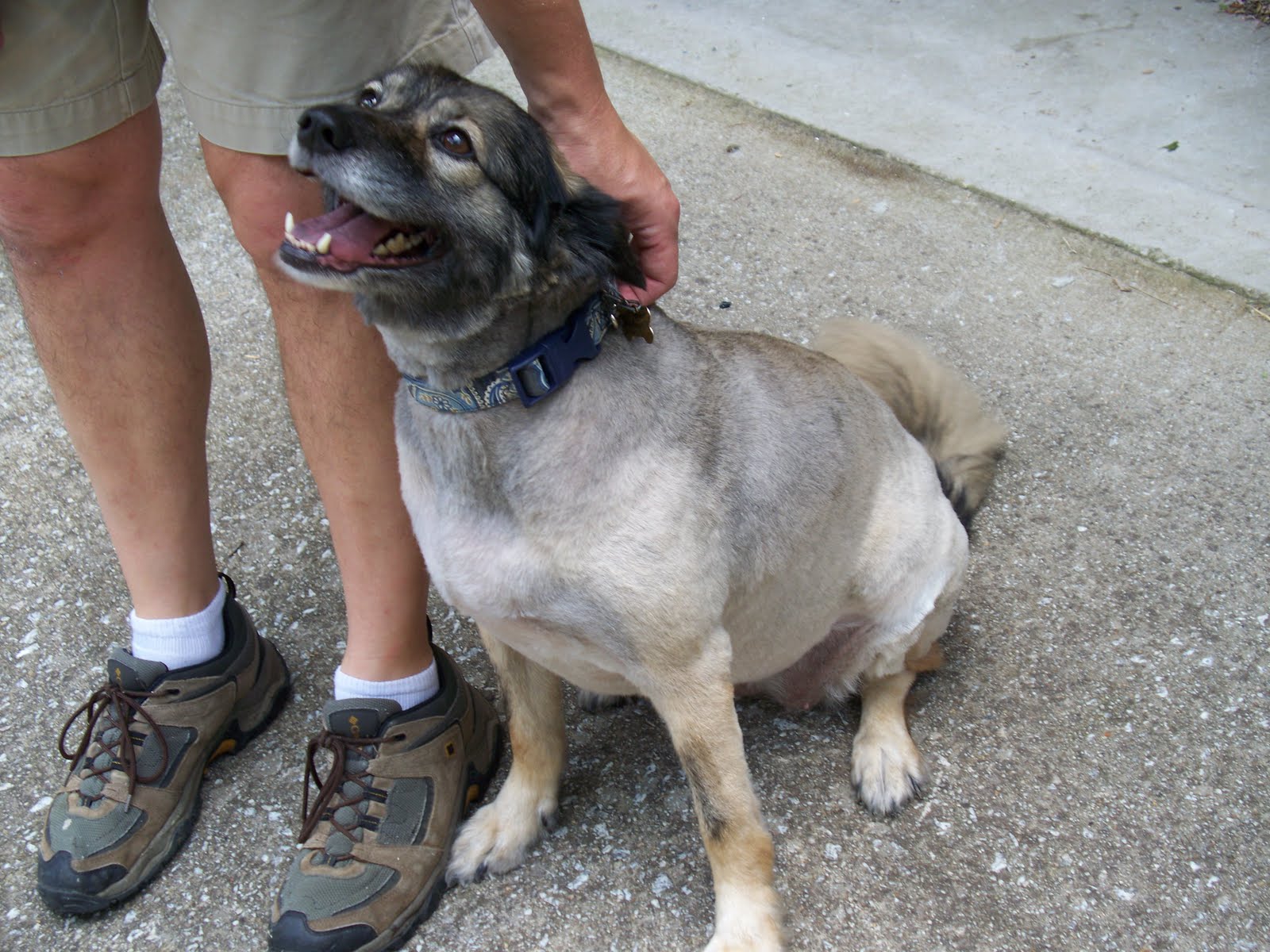 Revelations By A 40 Something Mom Snickers The Keeshond Sheltie