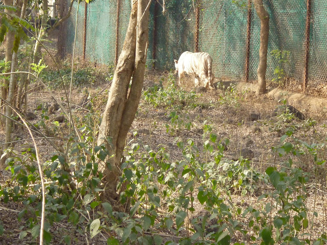 Nandankanan Zoo White Tiger Jungle Safari