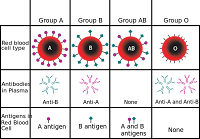 De verschillende bloedgroepen met  antigenen en antistoffen