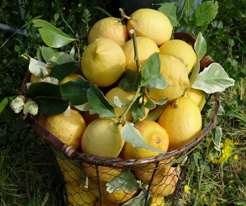 ...a quiet life... for the love of mustard...