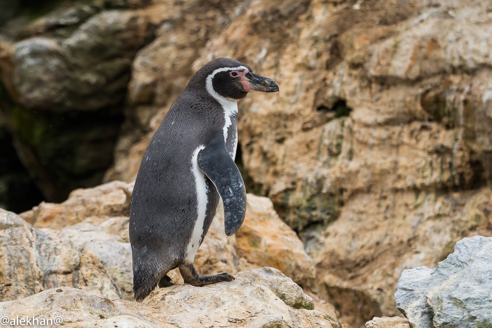Pájaros, Pajarracos: Pingüino de Humboldt