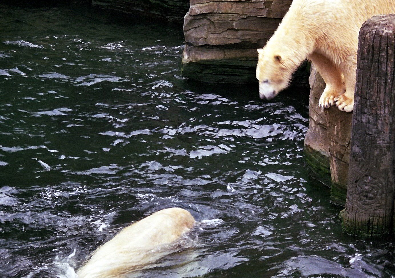 http://2.bp.blogspot.com/-0mOjus1sJfM/Tk_YJ8Y1AVI/AAAAAAAAHhk/WKop79Syu-Q/s1600/kirsten-staeber-eisbaeren-zoo-2.jpg
