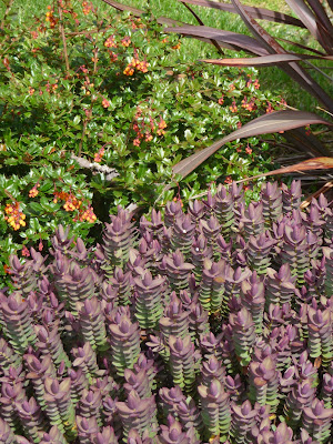 Pepinieres Du Bois De Pieton Planter Une Haie