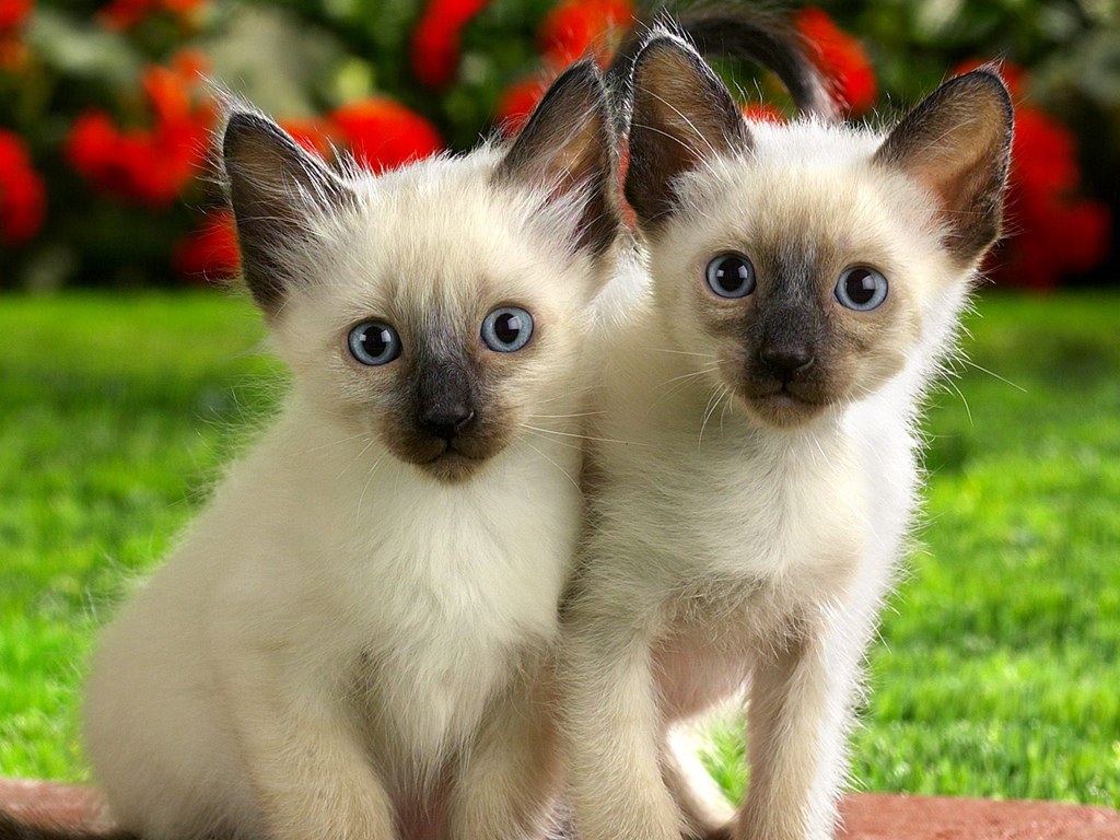 Siamese Kitten What to Consider When Choosing This Cute Pet 2016