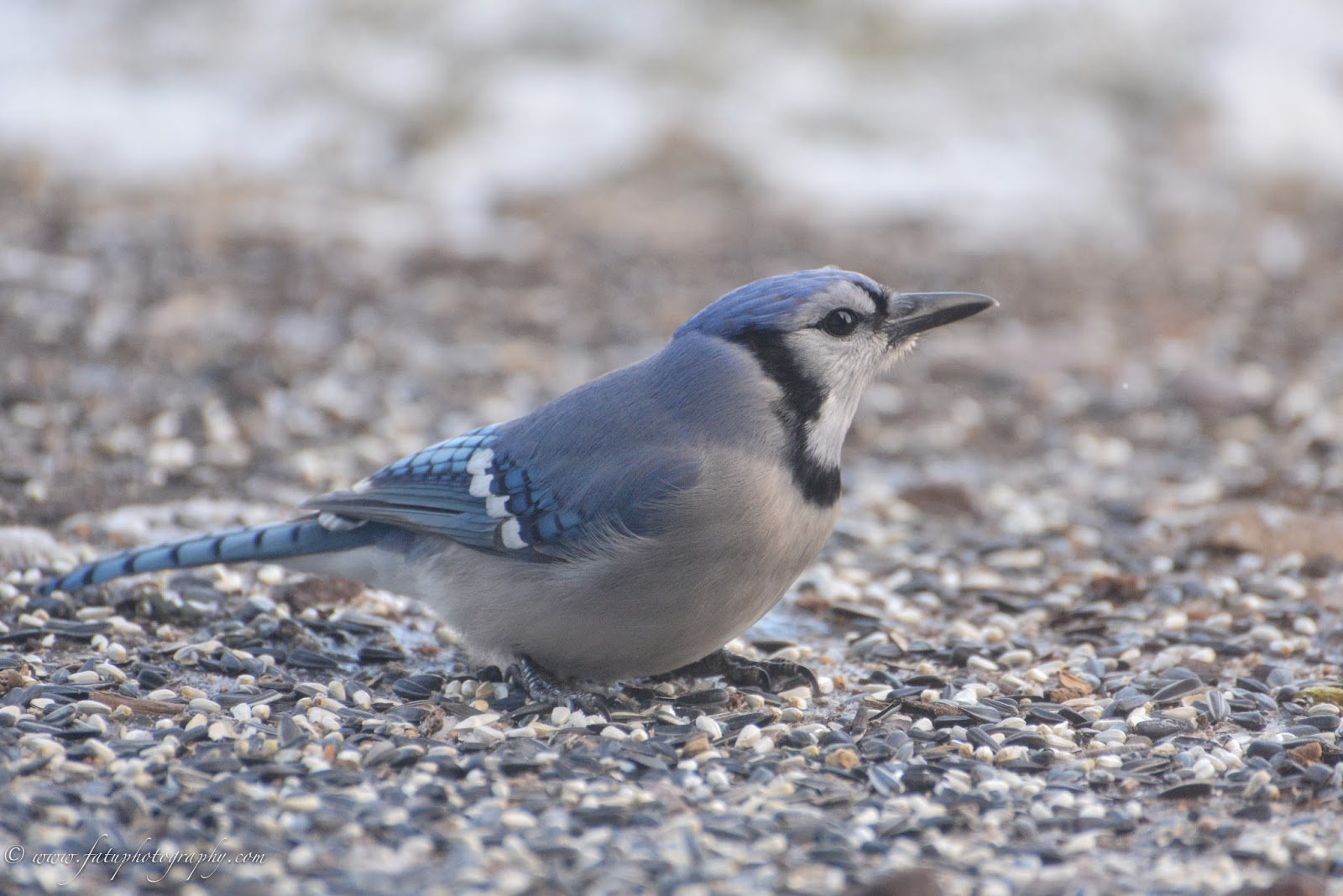 Fatu Photography Headshots & Lifestyle Birds of Kansas City