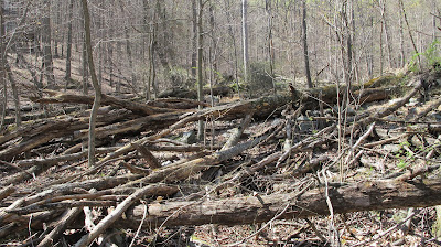 White Trail 1