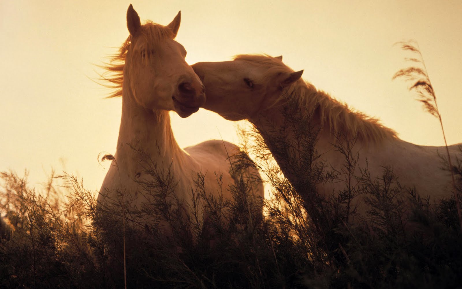 http://2.bp.blogspot.com/-0n3hZ0IOX8Q/TeiOoaHA_FI/AAAAAAAAAiE/nKcrvedkr-g/s1600/horses-in-love-wallpaper-1920x1200-0914.jpg
