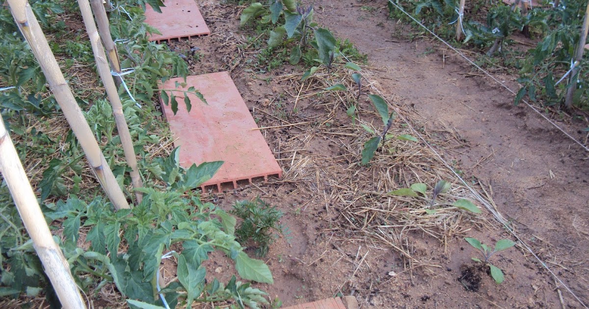 Huerto ecológico en la terraza o balcón de casa: Berenjenas