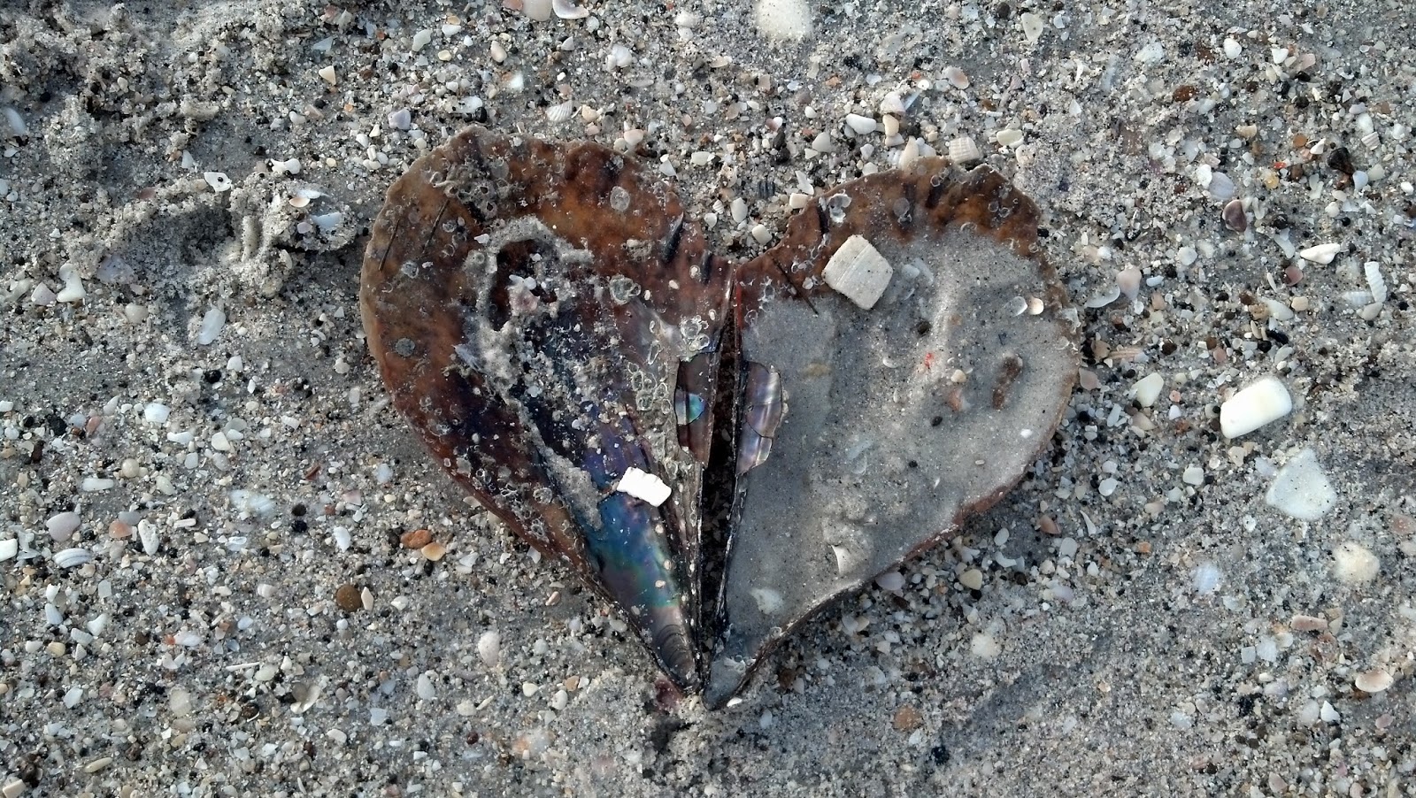 Life's a Trip De Soto National Memorial, Anna Maria Island, Siesta Key