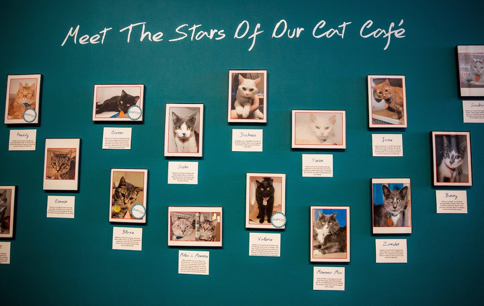 Pop up "Cat Cafe" opens in America Images Archival Store