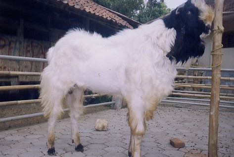 Ternak bebek darat ternak kambing jawa randu