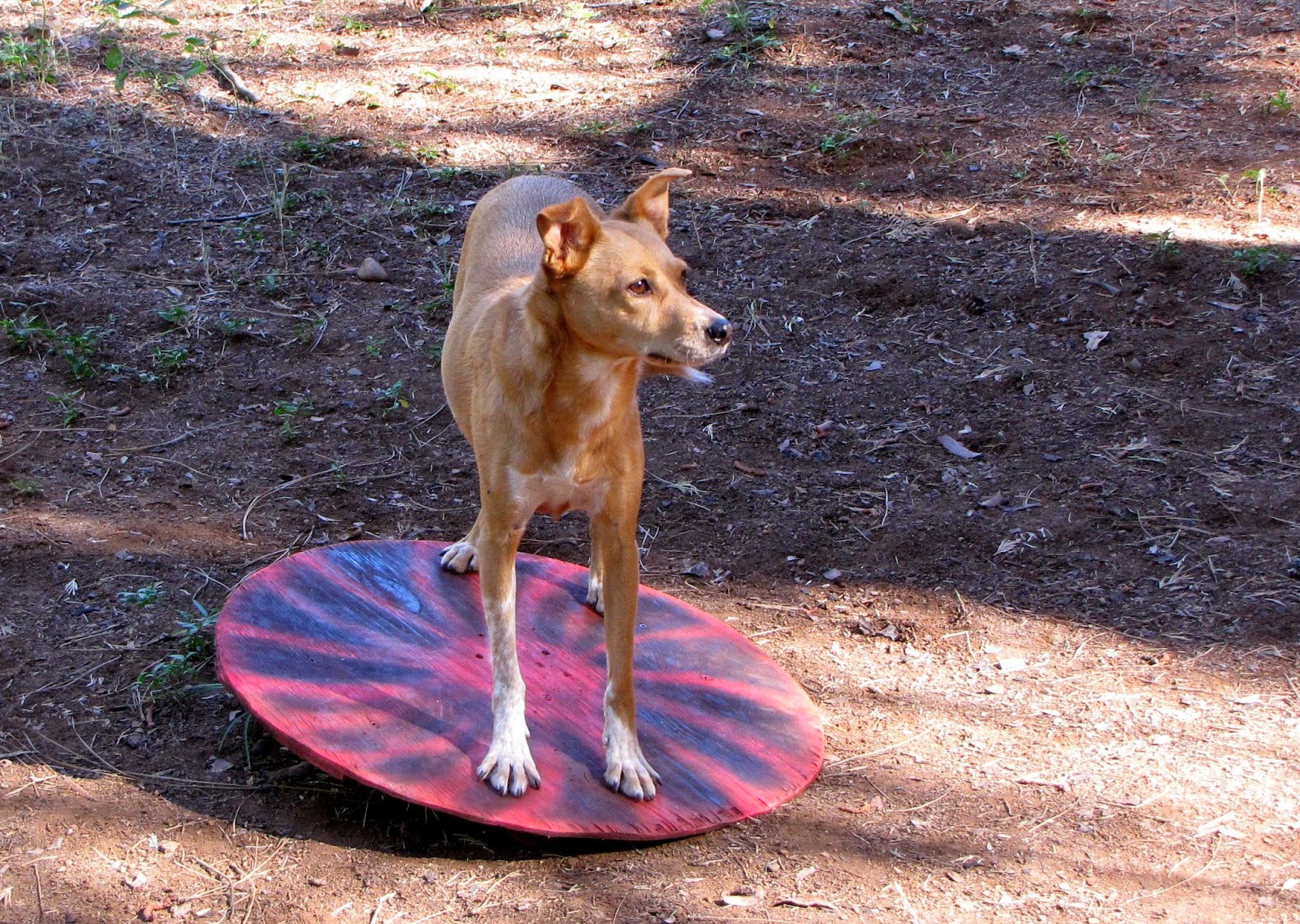 ZoePhee Heeling Platforms and Wobble Board!!