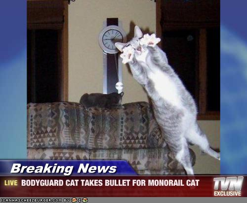 Some news about your favorite pet around the globe... Cat saves the day