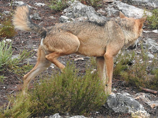 2015-10-06-Robledo%2Bcentro%2Bdel%2BLobo