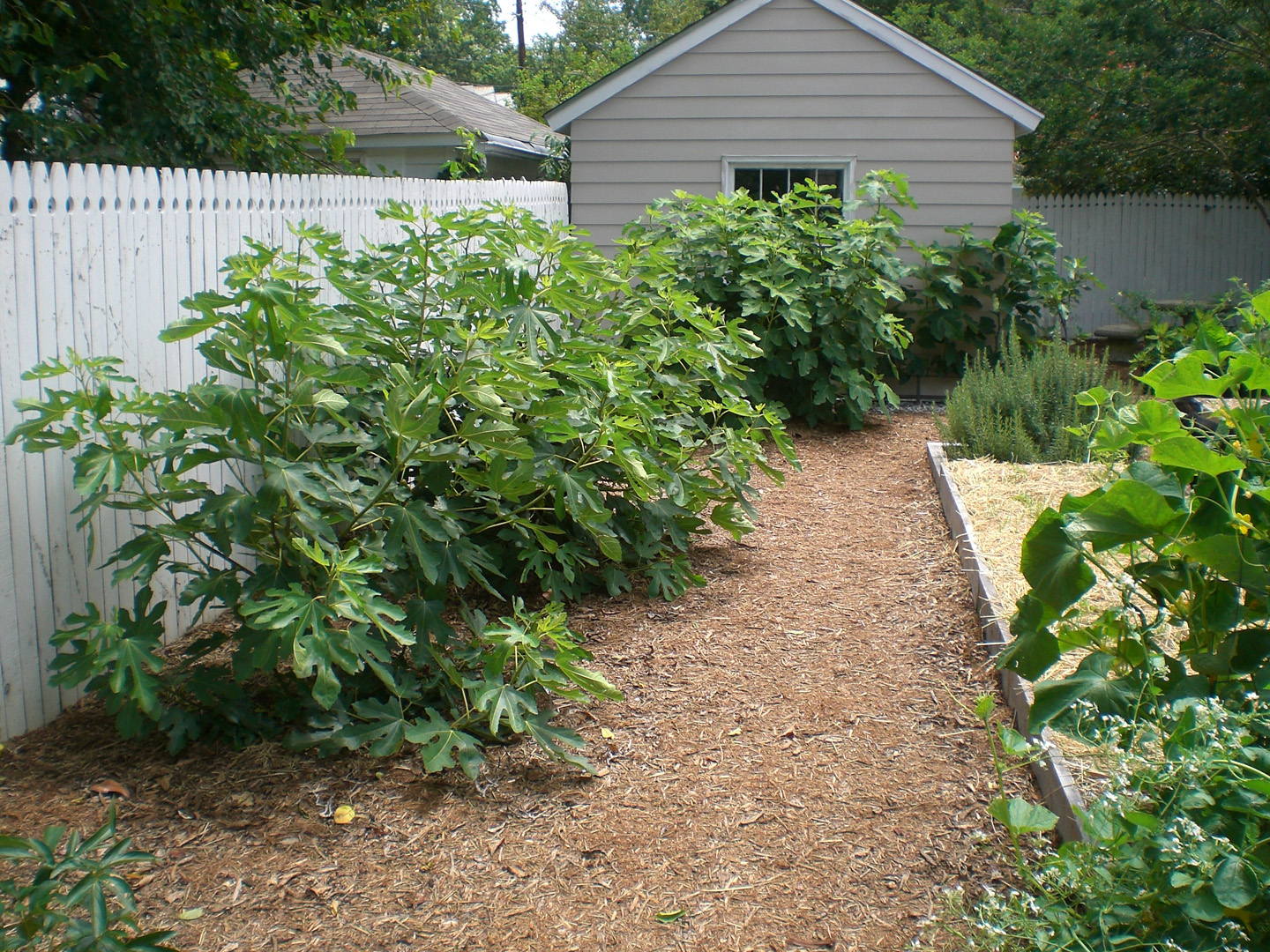 09 Acres They Re Figgin Huge