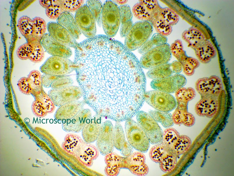 Monocot dicot captured under a biological miroscope at 40x magnification.
