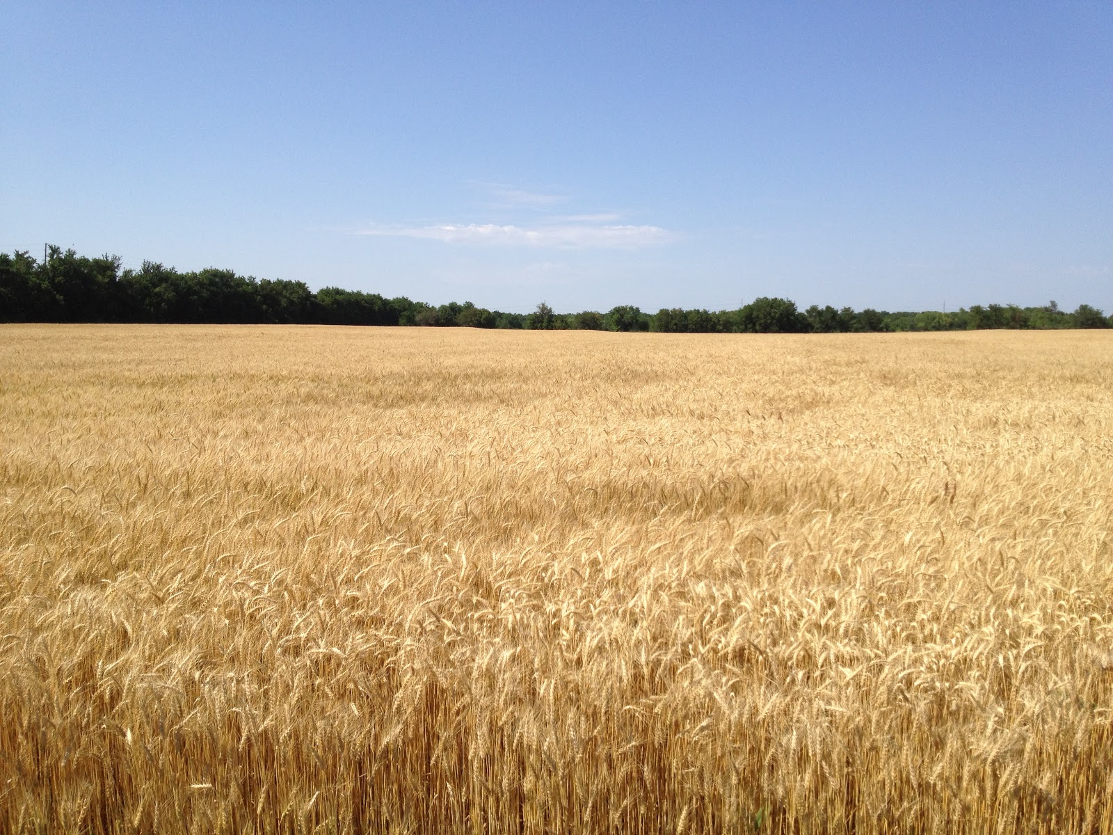 wheat crop pictures