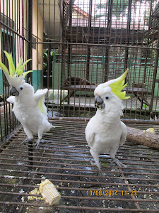 Beautiful Cockatoo parrots in Ragunan zoo.